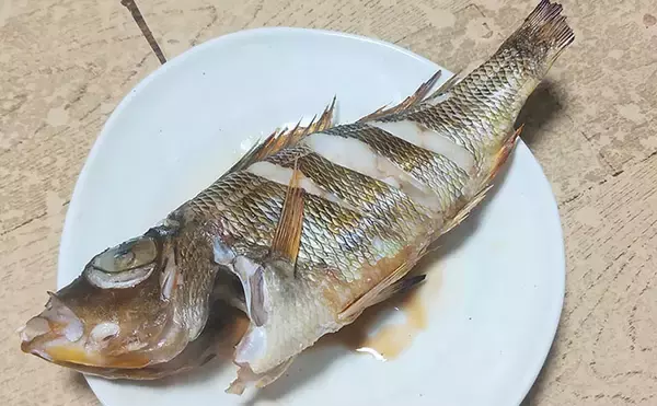 「釣魚で作る「日本酒にうってつけ」レシピ：ロギのちょい干し　冷蔵庫で干せば旨み凝縮」の画像