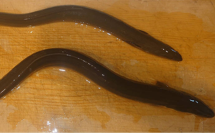 夜のブッコミ釣りで良型ウナギ2尾をキャッチ【愛知県・筏川】ウナギシーズン開幕