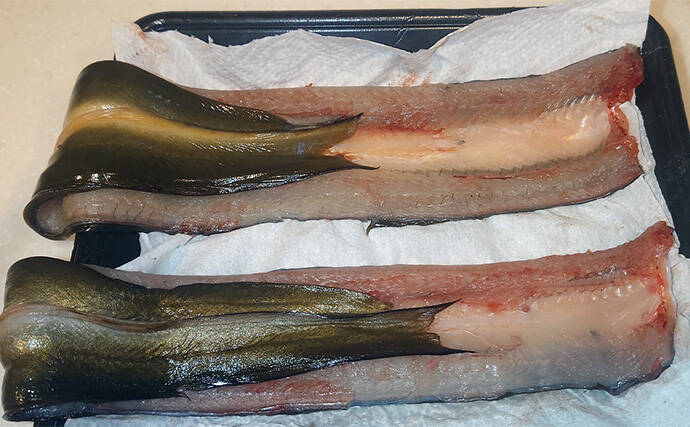 夜のブッコミ釣りで良型ウナギ2尾をキャッチ【愛知県・筏川】ウナギシーズン開幕