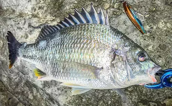 陸っぱりルアーシーバス釣行で65cm本命【博多湾】ゲストにはキビレも