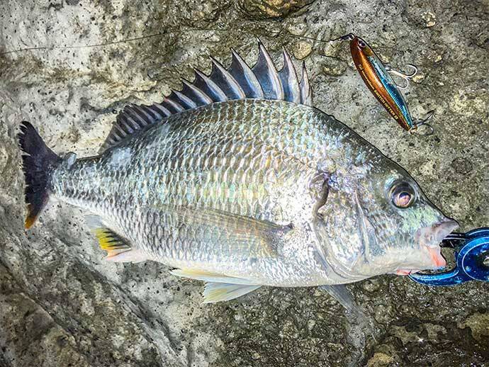 陸っぱりルアーシーバス釣行で65cm本命【博多湾】ゲストにはキビレも