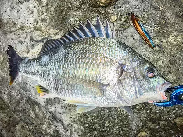 「陸っぱりルアーシーバス釣行で65cm本命【博多湾】ゲストにはキビレも」の画像