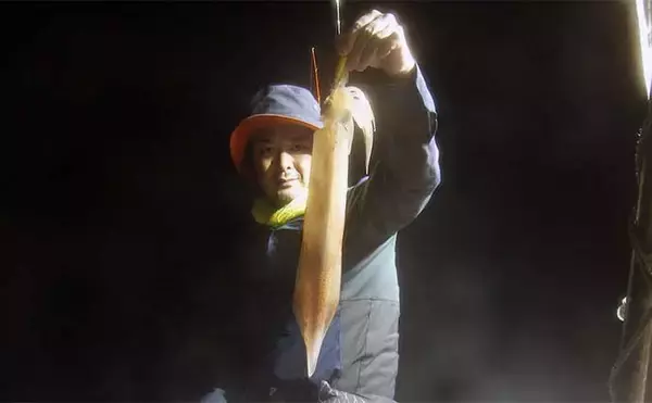 「【夜焚きイカ釣果速報】釣る人ヤリイカ70尾前後と好調継続中（福岡）」の画像