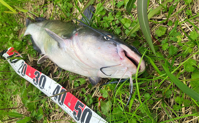 「もし見つけたら連絡を！」北海道で釣り上げられた『アメリカナマズ』定着の可能性は低いか