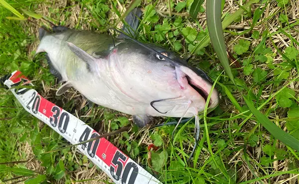 「「もし見つけたら連絡を！」北海道で釣り上げられた『アメリカナマズ』定着の可能性は低いか」の画像