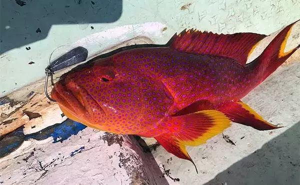 「「200円以下で誰でも作れるルアー仕掛け」高級根魚が入れ食い！【沖縄・伊是名島】」の画像