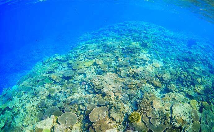 「200円以下で誰でも作れるルアー仕掛け」高級根魚が入れ食い！【沖縄・伊是名島】