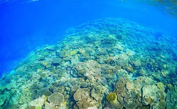 「「200円以下で誰でも作れるルアー仕掛け」高級根魚が入れ食い！【沖縄・伊是名島】」の画像