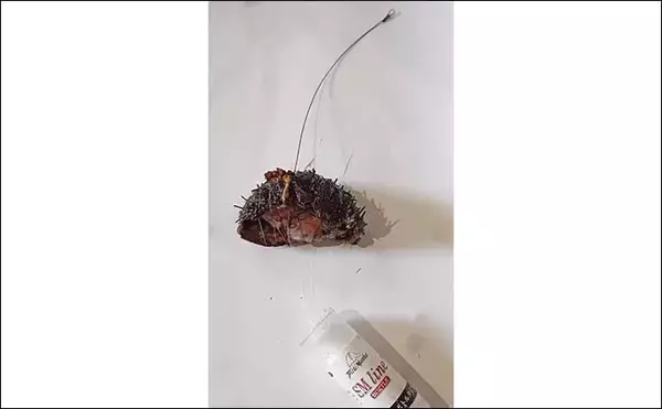 「「潮変わりで状況一変！」沖磯の石物釣りで1kg超えイシガキダイやゲストのブダイを好捕【神奈川】」の画像