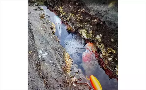 「「潮変わりで状況一変！」沖磯の石物釣りで1kg超えイシガキダイやゲストのブダイを好捕【神奈川】」の画像