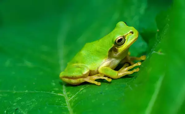 アマガエルを3匹飼育してみた　個体差から気付いた「エサの取り合い問題」