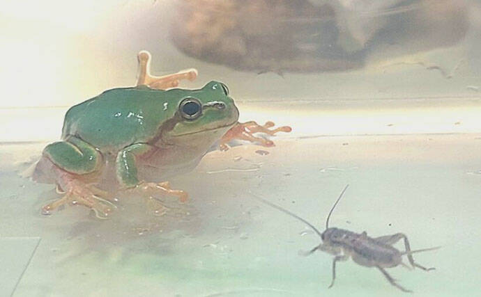 アマガエルを3匹飼育してみた　個体差から気付いた「エサの取り合い問題」