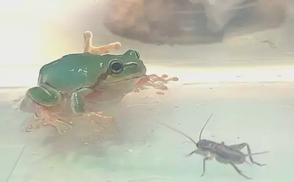 「アマガエルを3匹飼育してみた　個体差から気付いた「エサの取り合い問題」」の画像