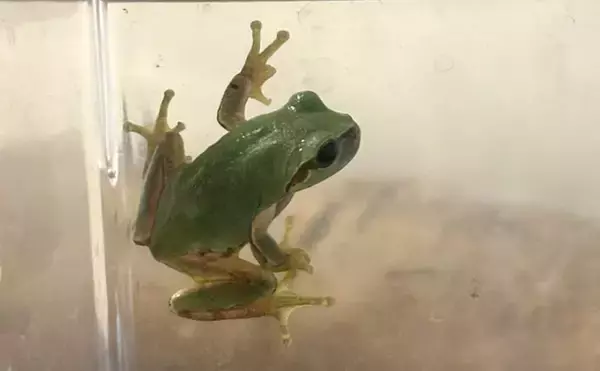 「アマガエルを3匹飼育してみた　個体差から気付いた「エサの取り合い問題」」の画像