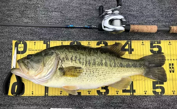 「【マイクロガイドのメリット・デメリット】 バス釣りでの本当の使いどころを解説」の画像