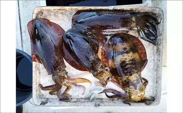 「23kg「タネトン」浮上！【速報・沖のルアー釣り】三重沖トンボジギングでビッグヒット」の画像