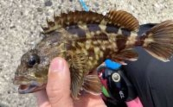 穴釣りは「風・潮位・潮回り」の海況チェックが大事なワケとは？　安全＆釣果に影響大