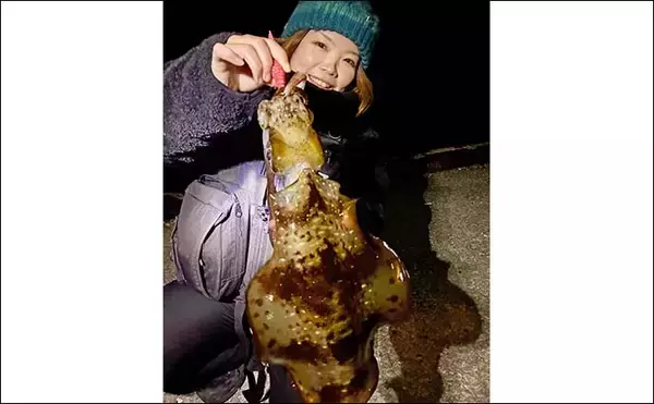 「牛深の地磯エギングで良型アオリイカ3尾キャッチ【熊本・天草】880gで自己記録更新」の画像