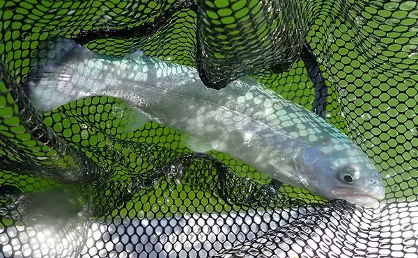 『多摩湖駅前FA』でのフライフィッシング釣行でニジマス「つ抜け」達成！