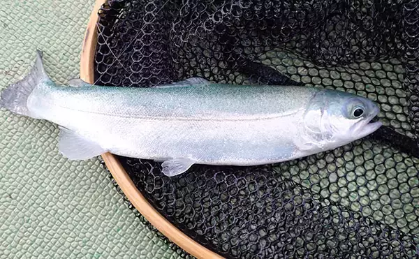 「『多摩湖駅前FA』でのフライフィッシング釣行でニジマス「つ抜け」達成！」の画像