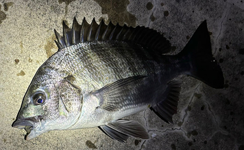 「根掛かり回避のため？」チニングで【オフセットフックが推奨される理由】