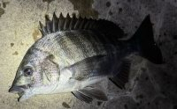 「根掛かり回避のため？」チニングで【オフセットフックが推奨される理由】