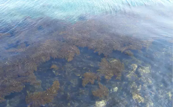 「「春は一般人の密猟が増える季節？」　貝や海藻に採取にはくれぐれもご注意を！」の画像