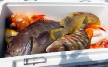 沖五目釣りでタカバ（マハタ）に沖アラカブを好捕【第二大福丸・福岡】