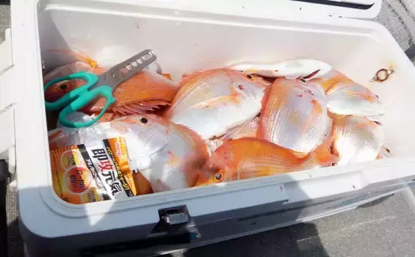 「沖五目釣りでタカバ（マハタ）に沖アラカブを好捕【第二大福丸・福岡】」の画像