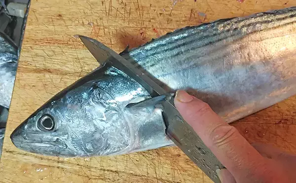 「釣魚で作る「刺身アレンジ」レシピ：ハガツオの梅じそ和え　カツオ系と相性抜群」の画像