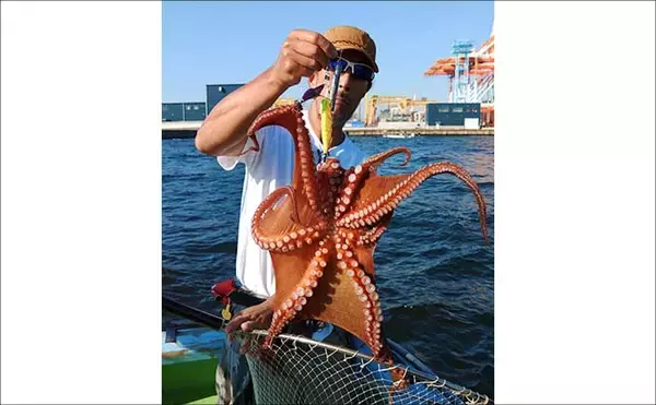 「東京湾横浜沖のエギタコ釣りで3.8kg頭に良型マダコが続々ヒット！【黒川本家】」の画像