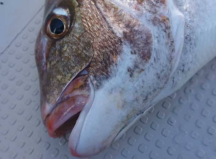 タイラバ ステップアップ解説 ベイト別トレーラーの選び方 22年5月27日 エキサイトニュース タイラバ ステップアップ解説 ベイト別トレーラーの選び方 22年5月27日 エキサイトニュース