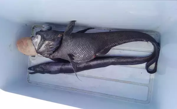 「ウナギを超えるアブラギッシュな魚を発見　深海の新名物「黒ハモ」を食べてみた」の画像