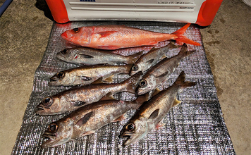 志摩沖の中深海ジギングで良型クロムツが連発！【へいみつ丸】ステイパターンが的中