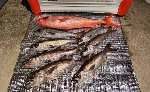 志摩沖の中深海ジギングで良型クロムツが連発！【へいみつ丸】ステイパターンが的中