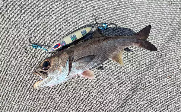 「志摩沖の中深海ジギングで良型クロムツが連発！【へいみつ丸】ステイパターンが的中」の画像