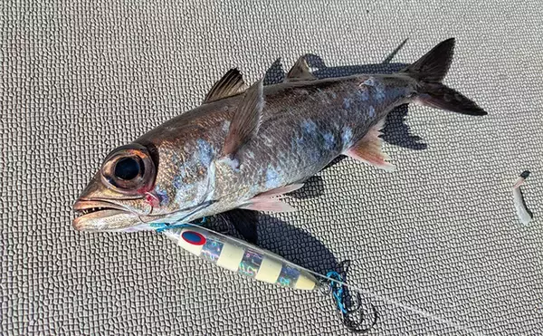 「志摩沖の中深海ジギングで良型クロムツが連発！【へいみつ丸】ステイパターンが的中」の画像