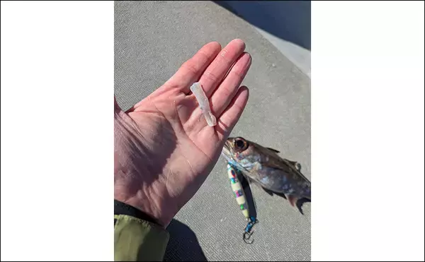 「志摩沖の中深海ジギングで良型クロムツが連発！【へいみつ丸】ステイパターンが的中」の画像