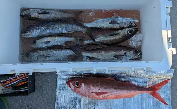 「志摩沖の中深海ジギングで良型クロムツが連発！【へいみつ丸】ステイパターンが的中」の画像