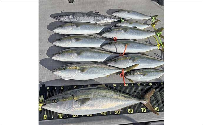 遠州灘のブリトップゲームでワラサ＆ハマチ好反応【静岡】捕食＆バイト丸見えの9バイト7キャッチ