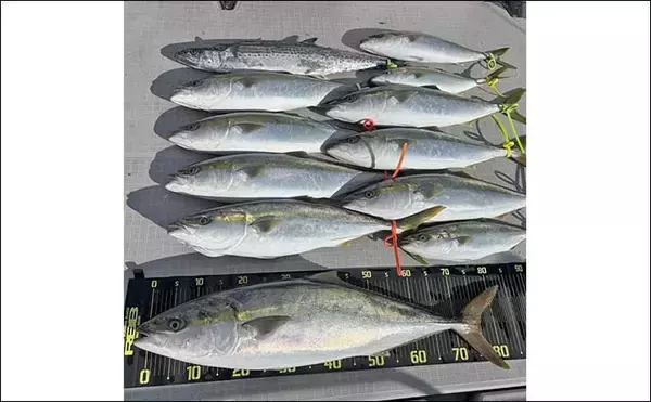 「遠州灘のブリトップゲームでワラサ＆ハマチ好反応【静岡】捕食＆バイト丸見えの9バイト7キャッチ」の画像