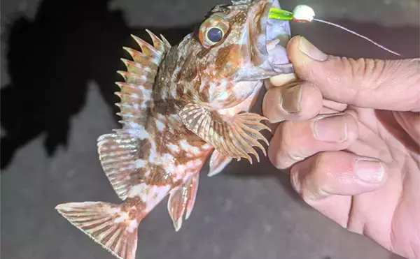 南紀のライトソルトゲームで新規開拓【和歌山】ガシラ主体にオオモンハタをキャッチ