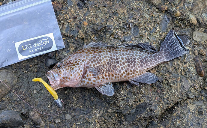 南紀のライトソルトゲームで新規開拓【和歌山】ガシラ主体にオオモンハタをキャッチ