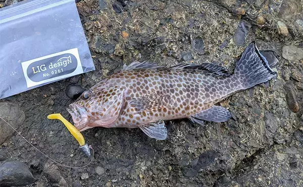 「南紀のライトソルトゲームで新規開拓【和歌山】ガシラ主体にオオモンハタをキャッチ」の画像