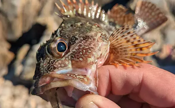 「南紀のライトソルトゲームで新規開拓【和歌山】ガシラ主体にオオモンハタをキャッチ」の画像