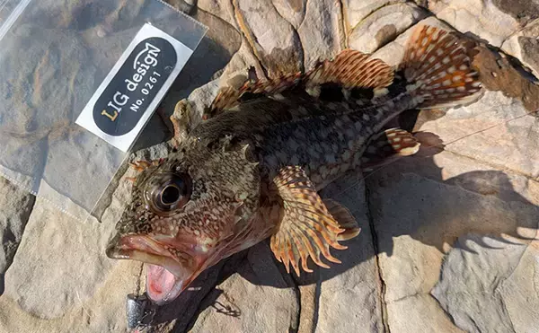 「南紀のライトソルトゲームで新規開拓【和歌山】ガシラ主体にオオモンハタをキャッチ」の画像