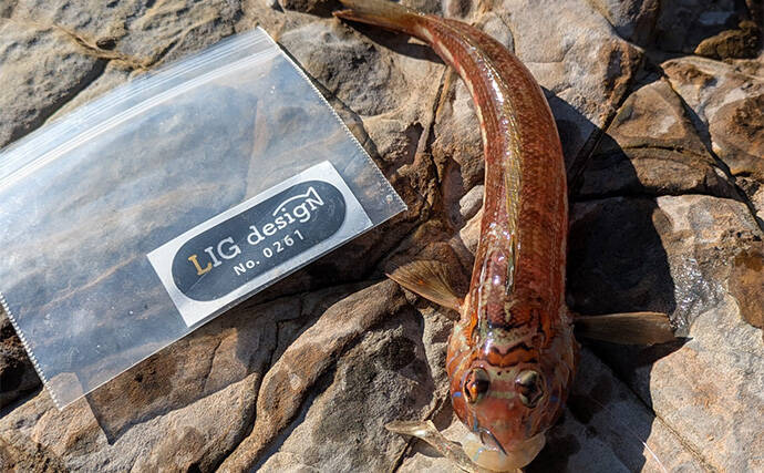 南紀のライトソルトゲームで新規開拓【和歌山】ガシラ主体にオオモンハタをキャッチ