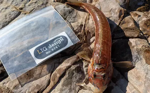 「南紀のライトソルトゲームで新規開拓【和歌山】ガシラ主体にオオモンハタをキャッチ」の画像