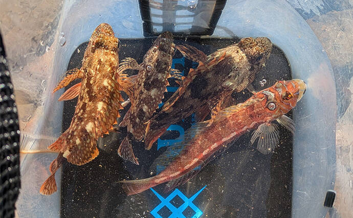 南紀のライトソルトゲームで新規開拓【和歌山】ガシラ主体にオオモンハタをキャッチ