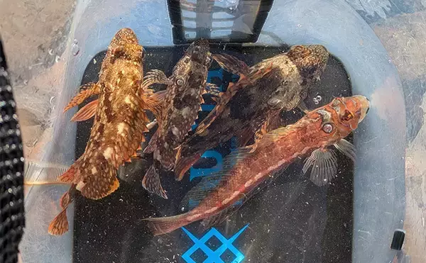 「南紀のライトソルトゲームで新規開拓【和歌山】ガシラ主体にオオモンハタをキャッチ」の画像